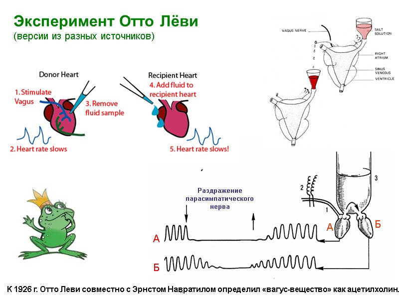 Опыт О.Леви К 1926 г. Отто Леви совместно с Эрнстом Навратилом определил «вагус-вещество» как